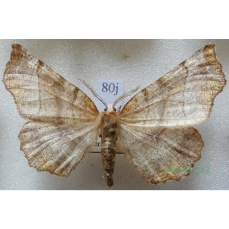 Selenia dentaria (Fabricius, 1775) male Skrzytek bezksiężyczak Czech80j